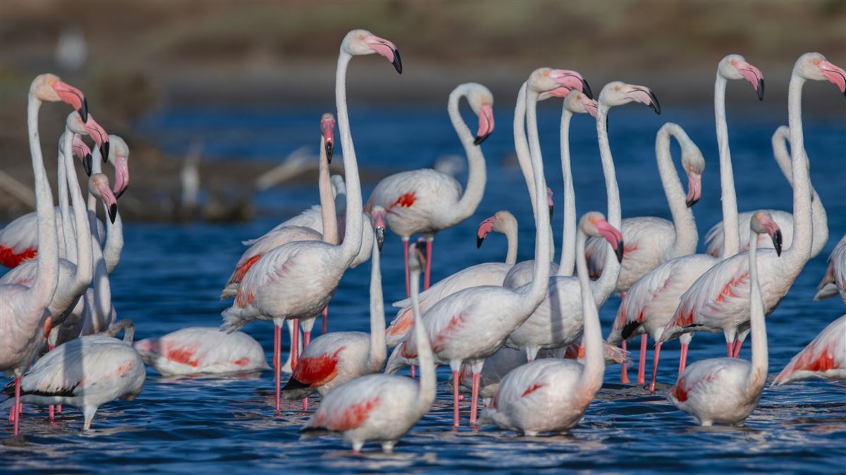 Flamingo