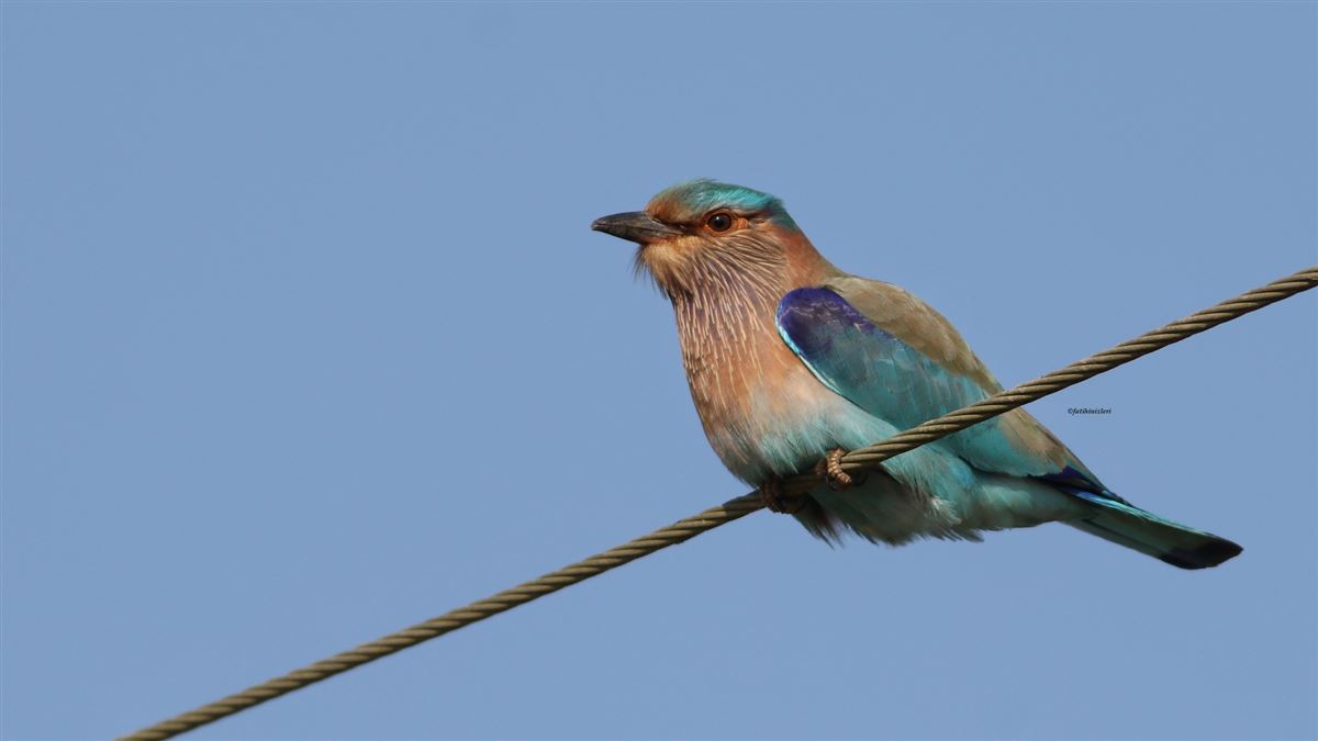 Indian Roller