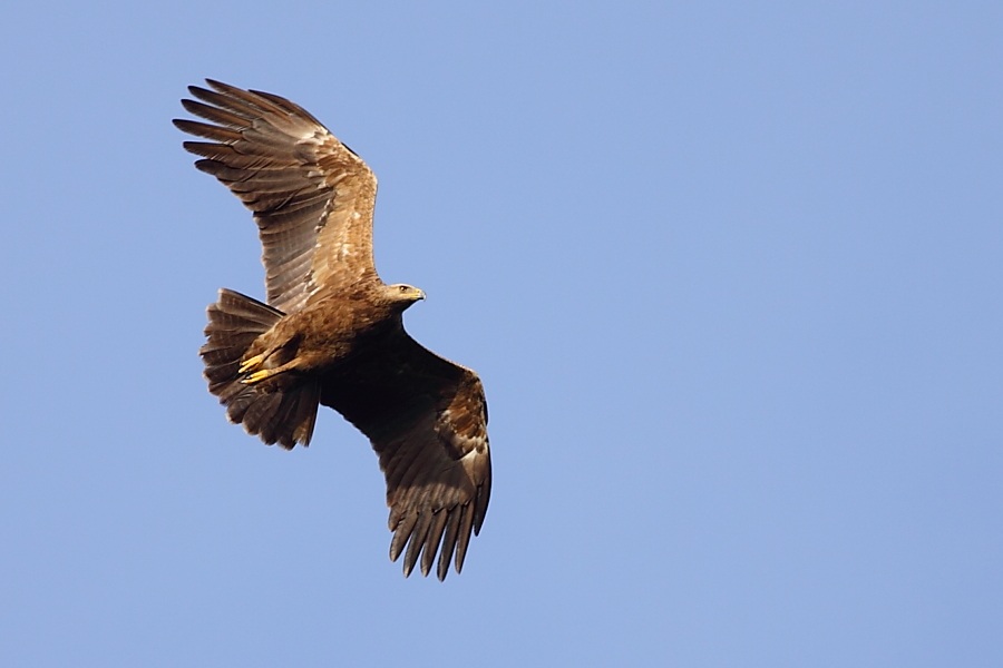 Küçük Orman Kartalı