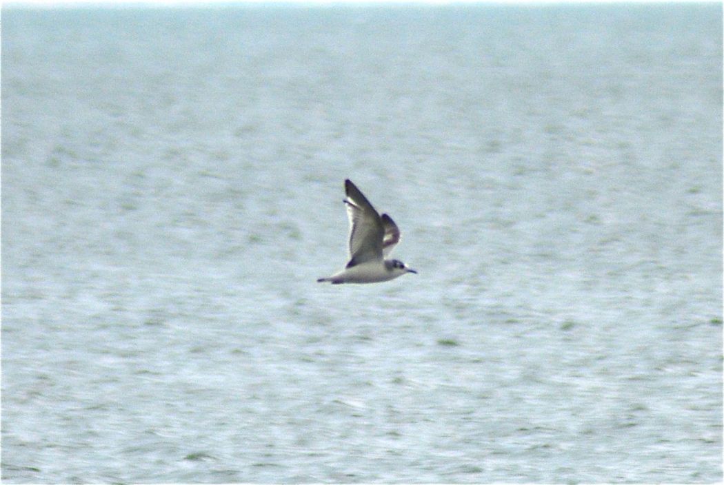 Little Gull