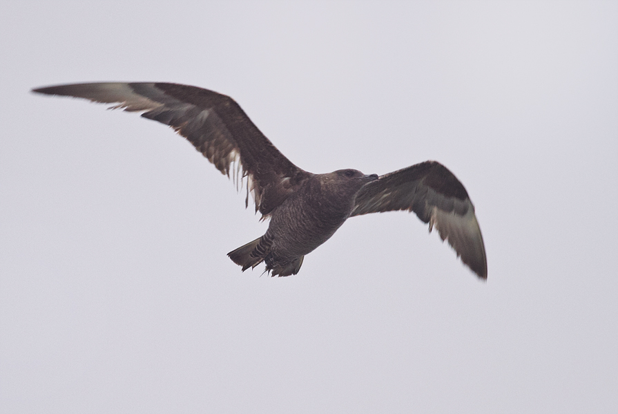 Pomarine Jaeger