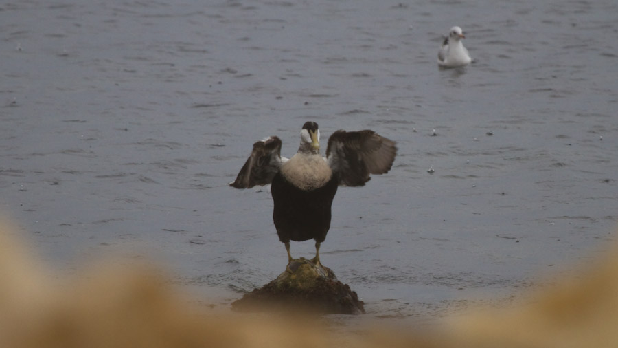 Common Eider