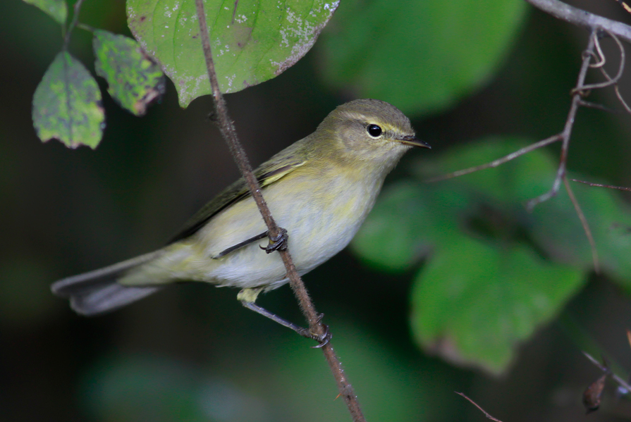Common Chiffchaff
