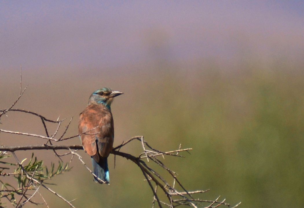 European Roller