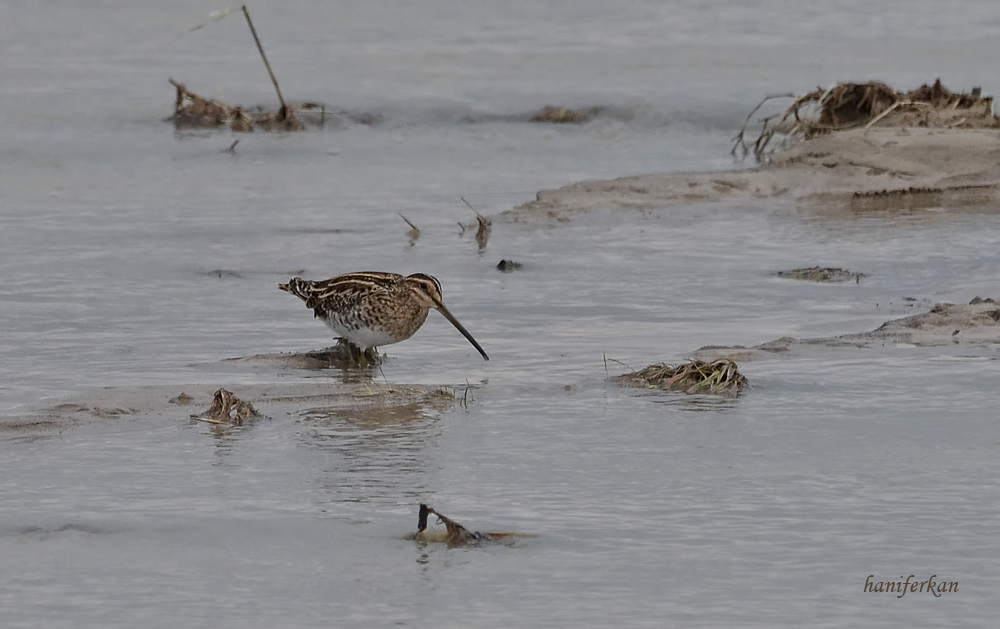 Common Snipe