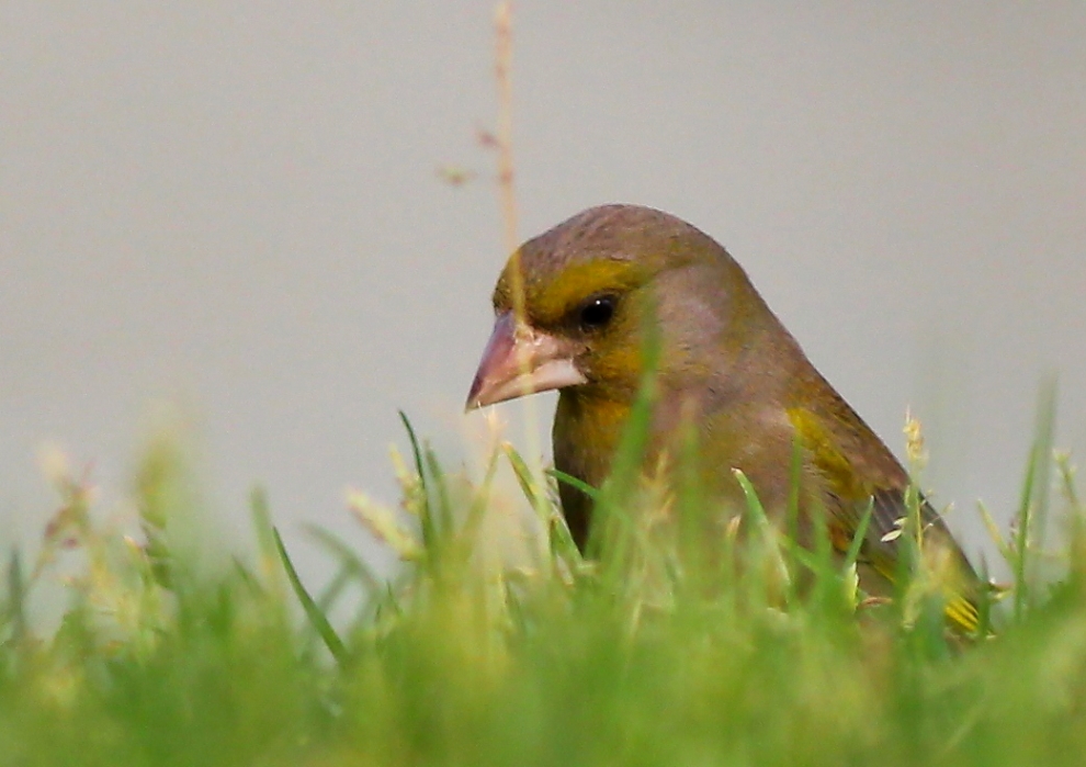 European Greenfinch
