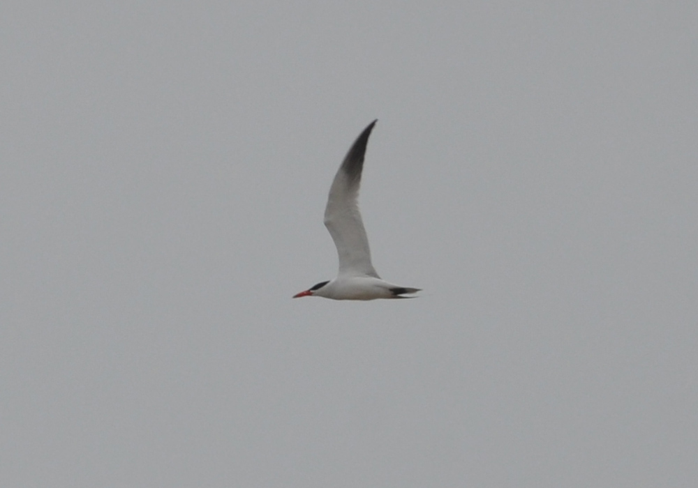 Caspian Tern