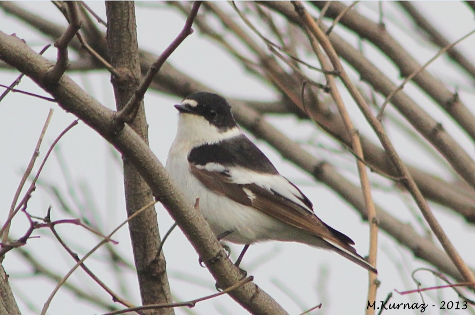 Semicollared Flycatcher