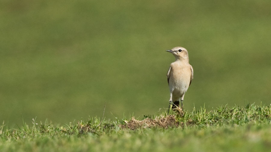Isabelline Wheatear
