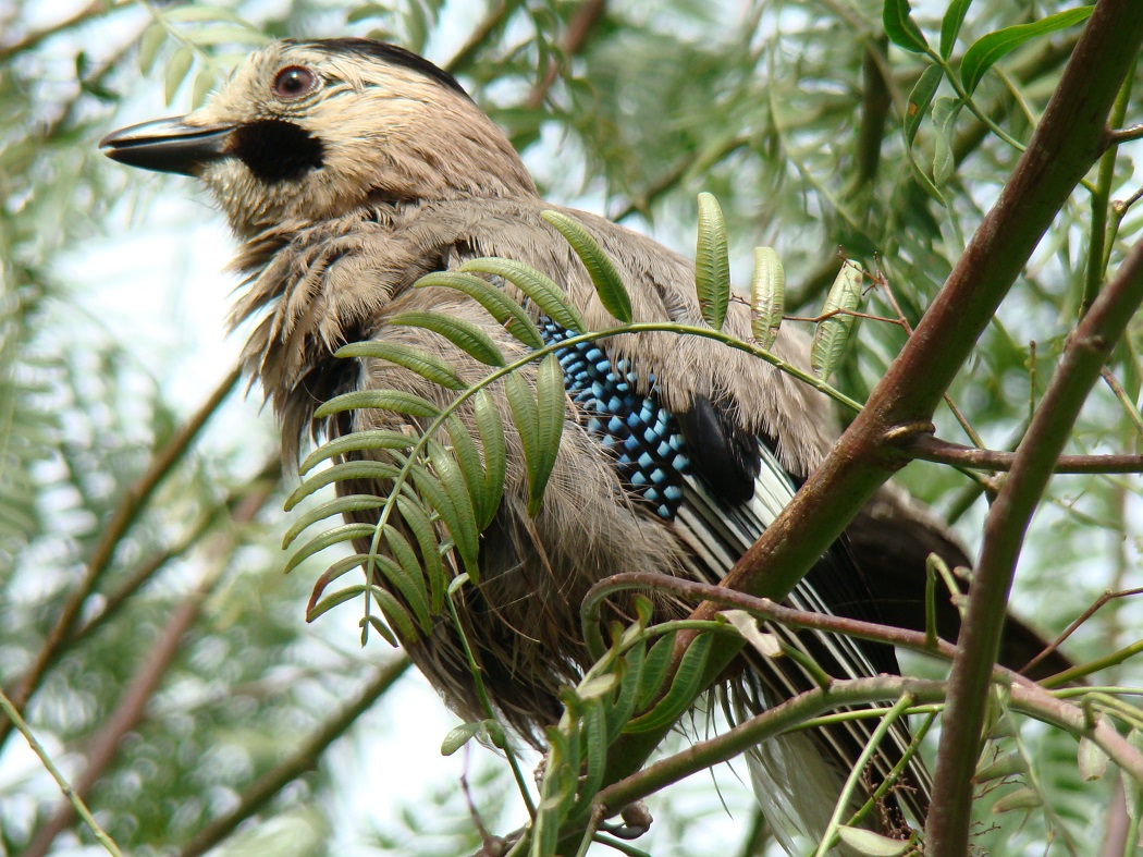 Eurasian Jay