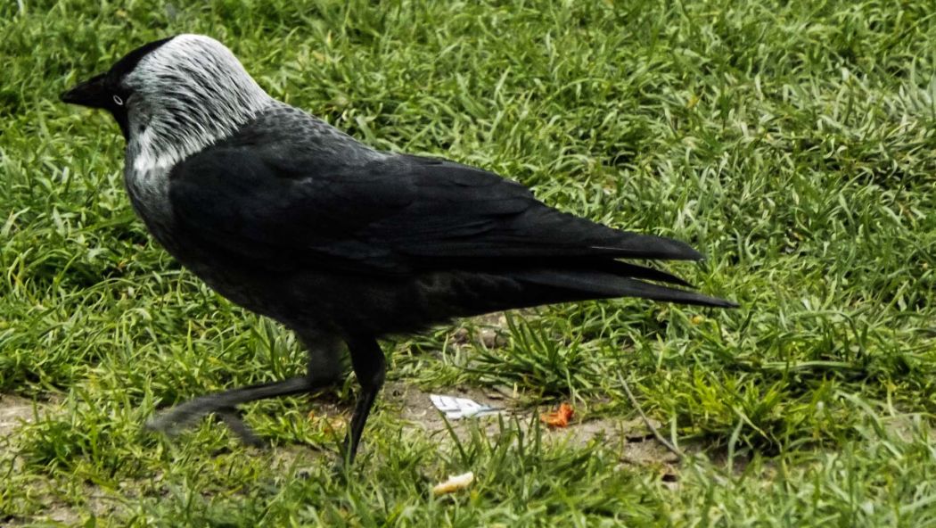 Western Jackdaw