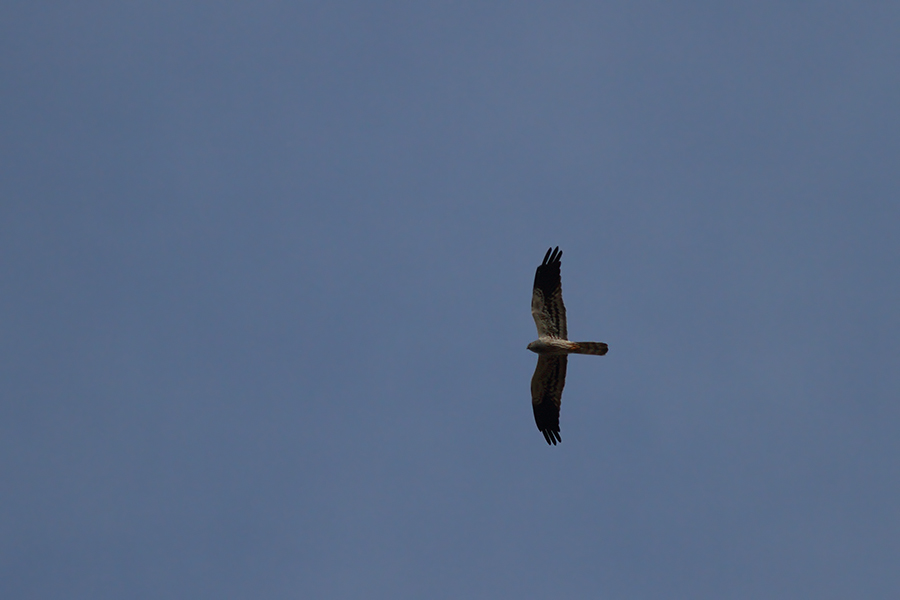 Montagu`s Harrier