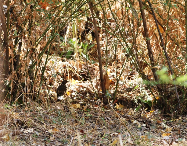 Common Blackbird
