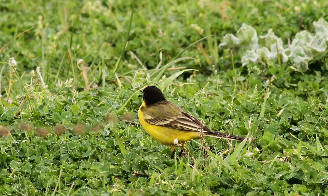 Western Yellow Wagtail