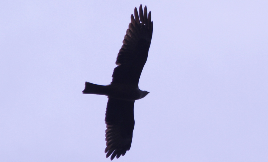 Black Kite