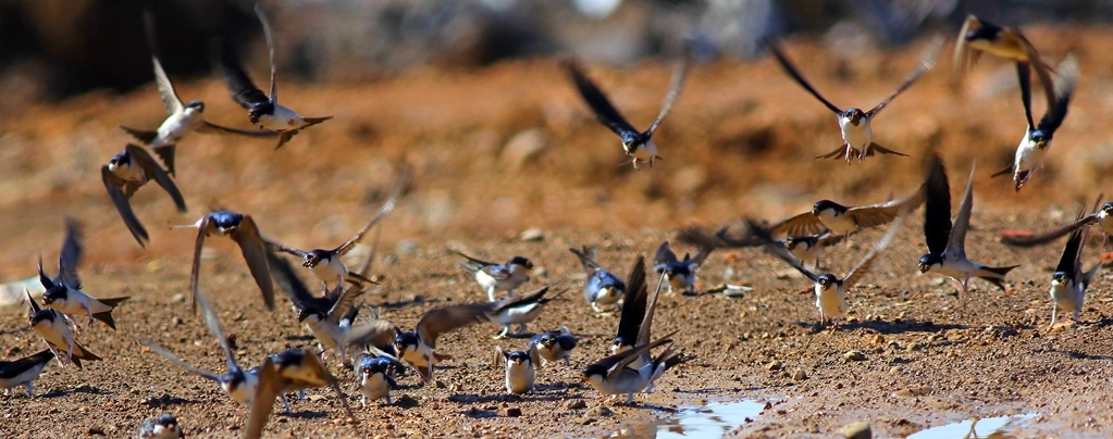 Western House Martin
