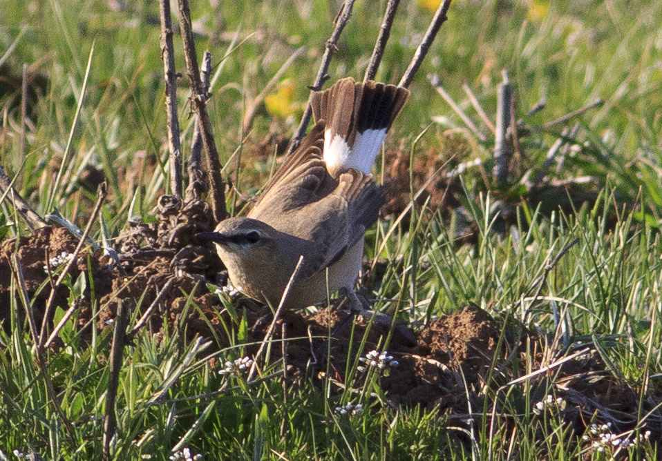Isabelline Wheatear
