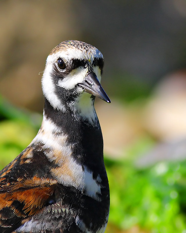 Ruddy Turnstone