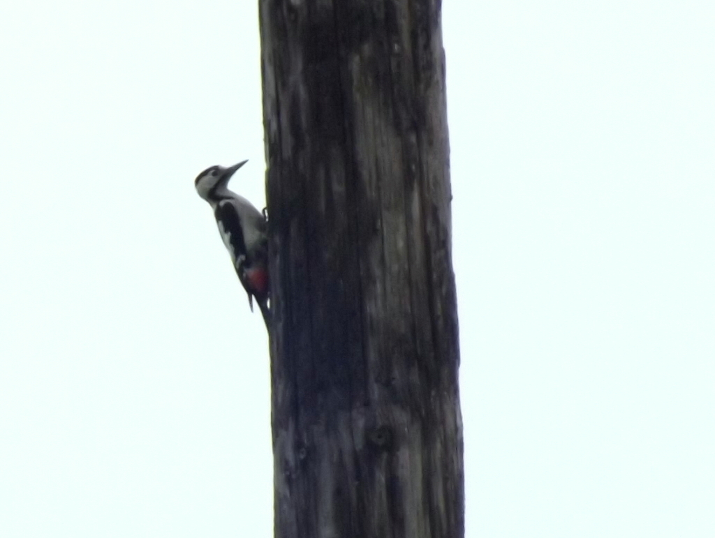 Syrian Woodpecker
