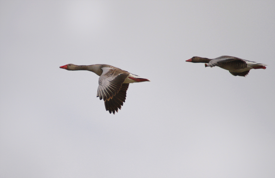 Greylag Goose