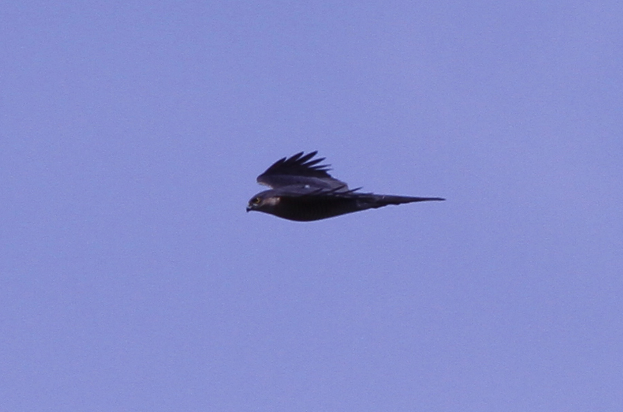 Eurasian Sparrowhawk