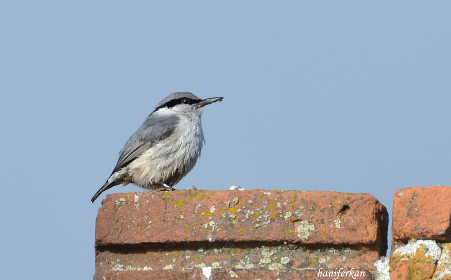 Western Rock Nuthatch