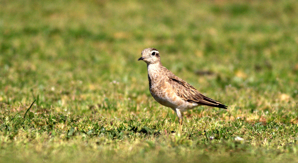 Eurasian Dotterel