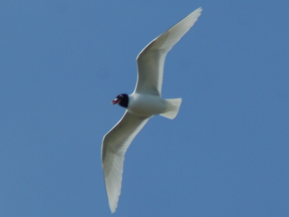 Mediterranean Gull
