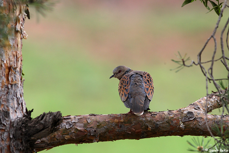 European Turtle Dove