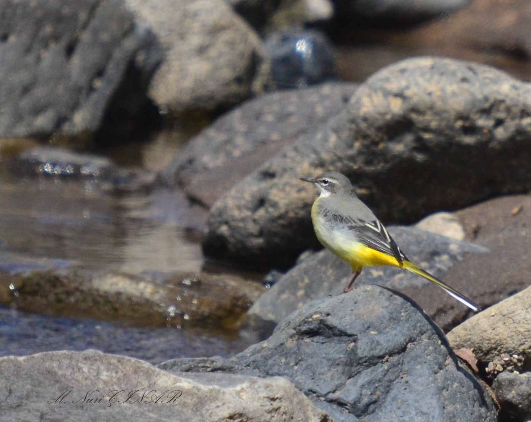 Grey Wagtail