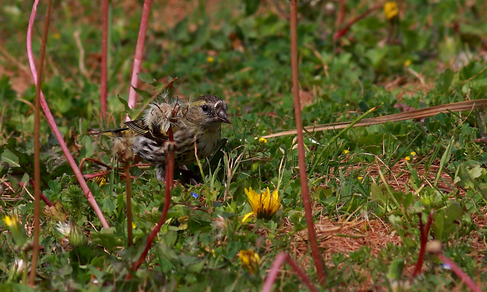 Eurasian Siskin