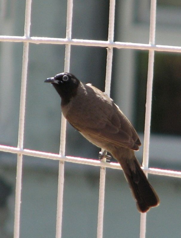 White-spectacled Bulbul