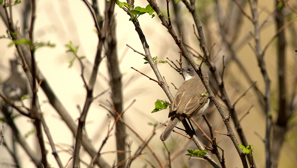 Lesser Whitethroat