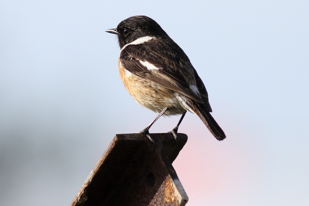 European Stonechat