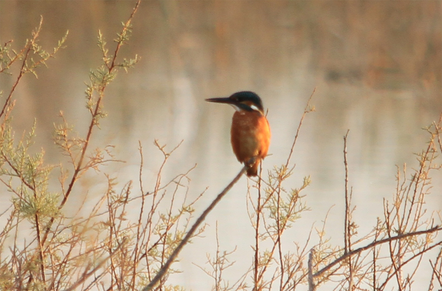 Common Kingfisher