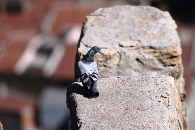 Rock Dove