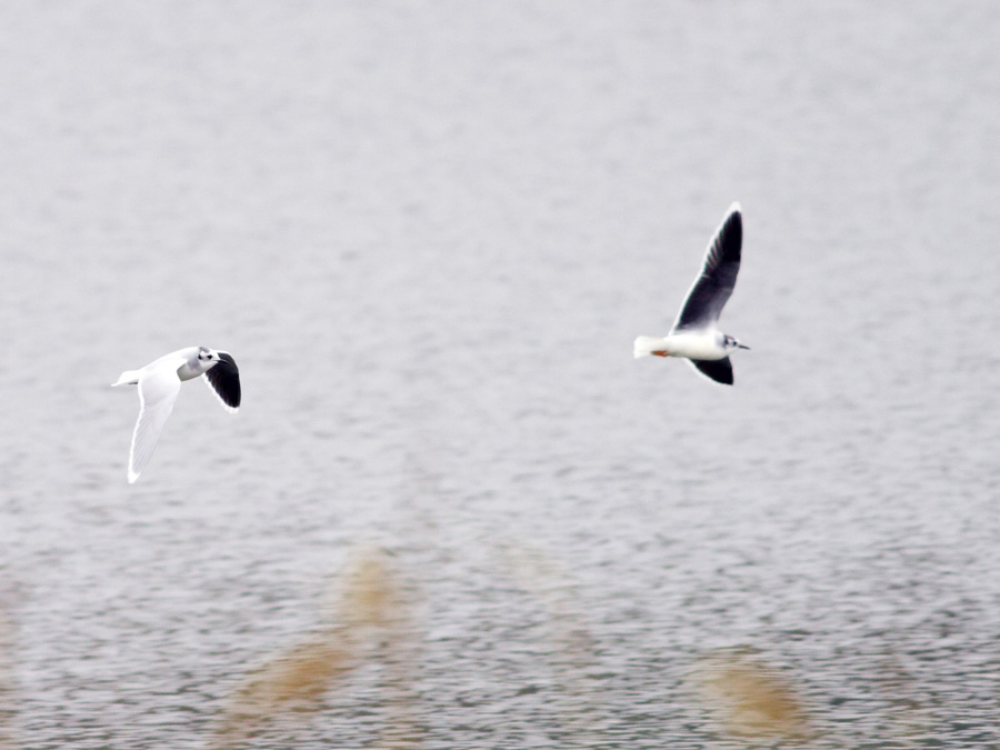 Little Gull
