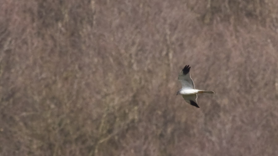 Pallid Harrier