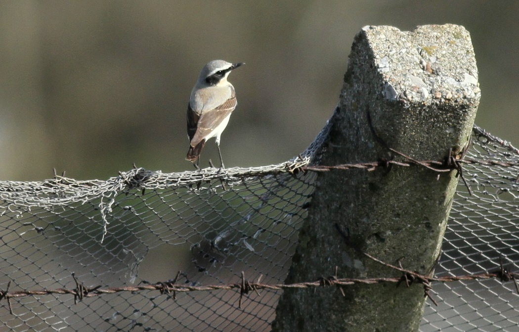 Northern Wheatear