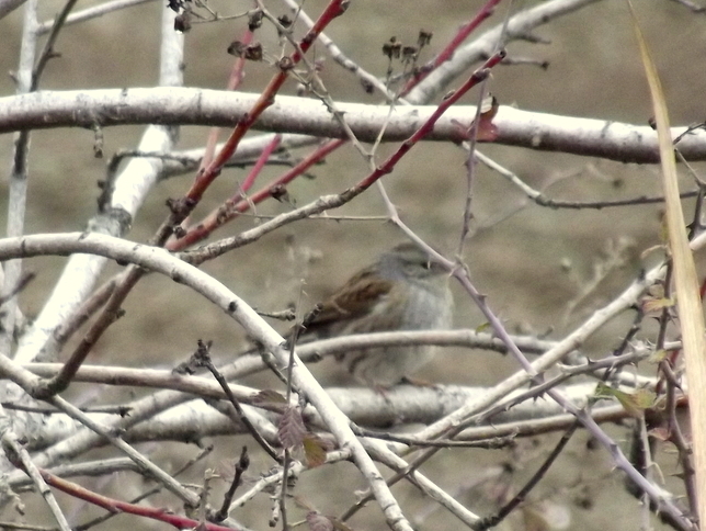 Dunnock