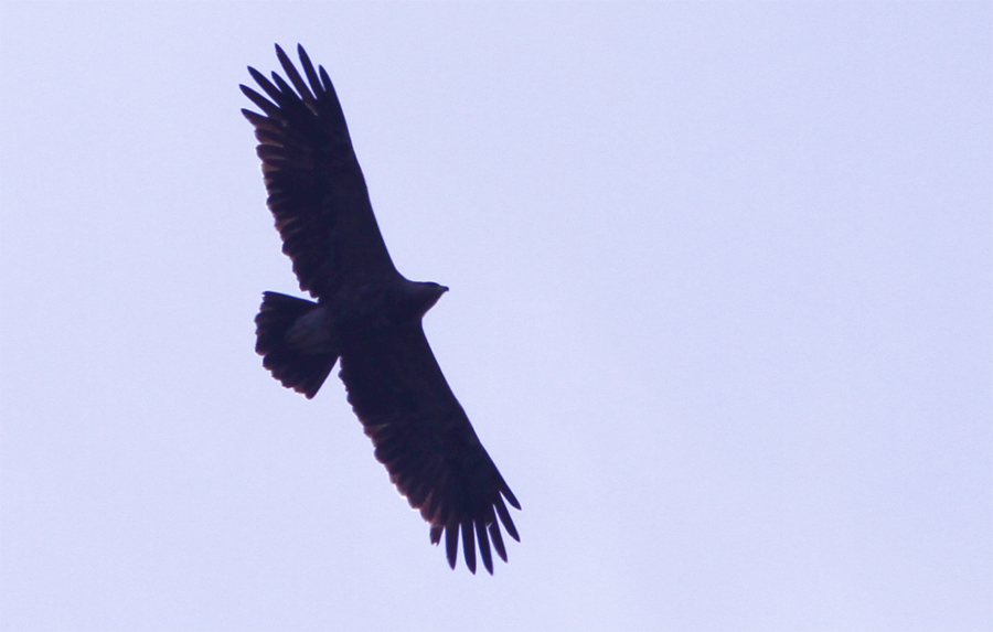 Lesser Spotted Eagle