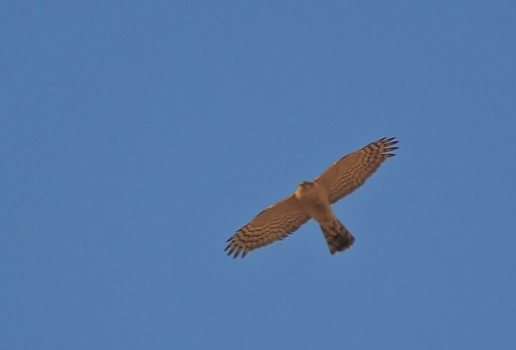 Eurasian Sparrowhawk