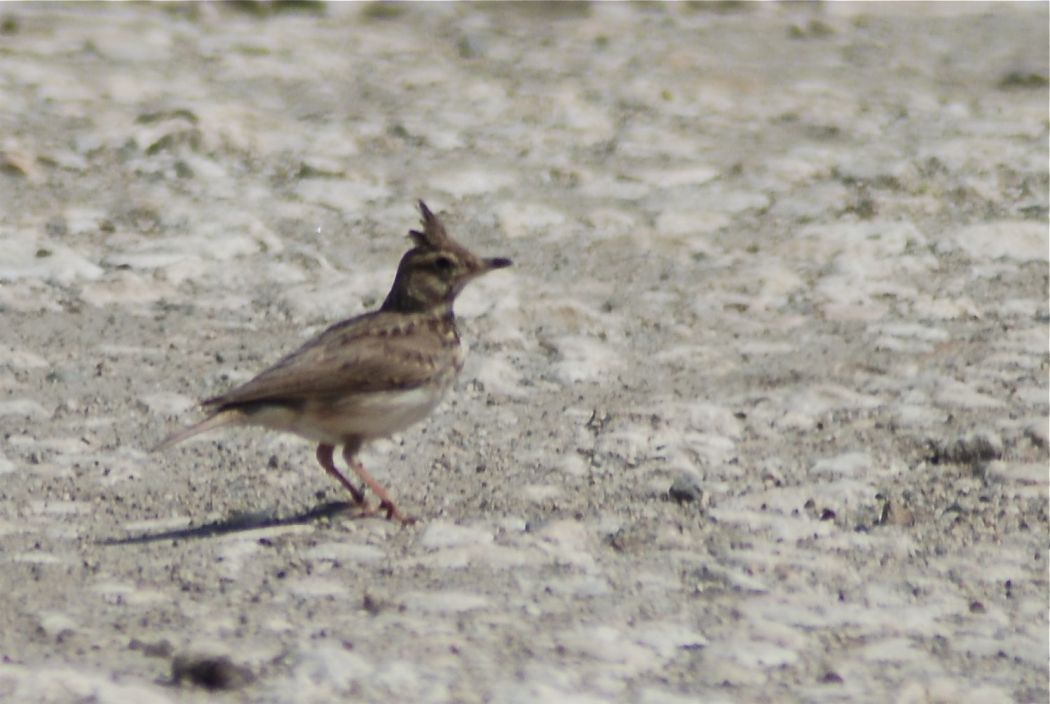 Crested Lark