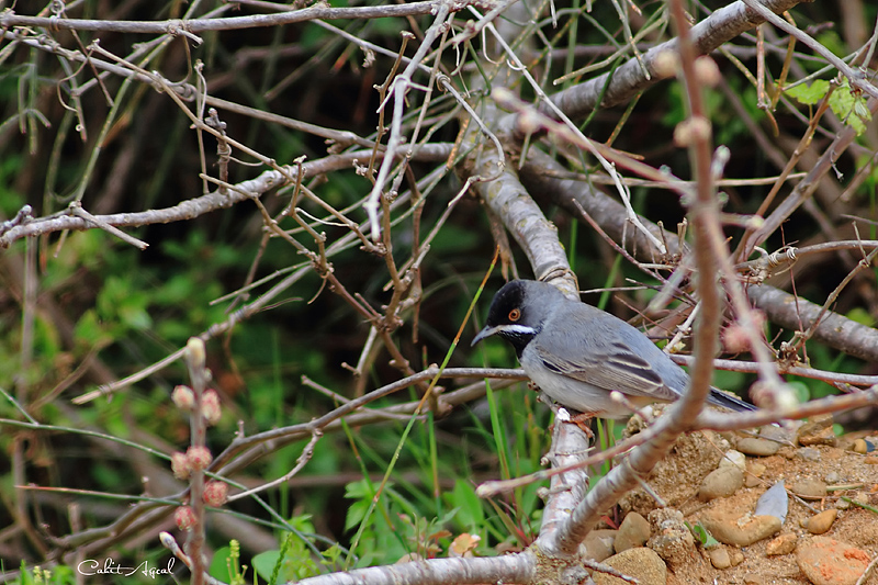 Rüppell`s Warbler