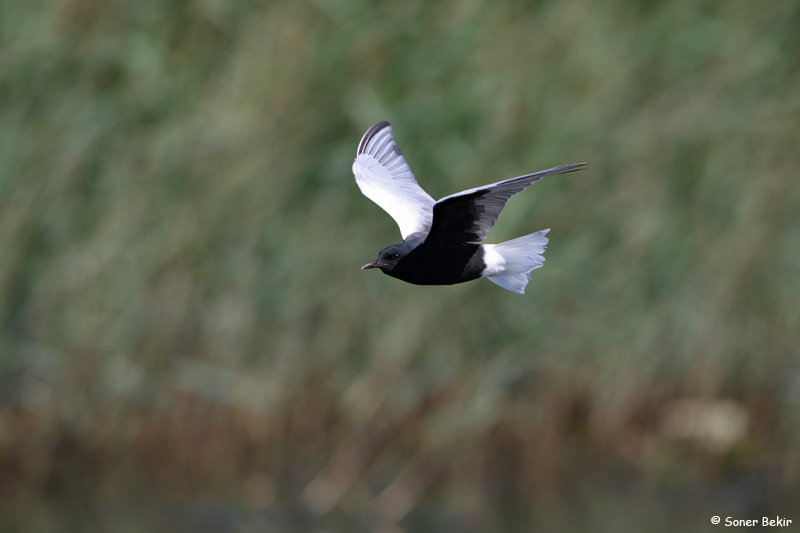White-winged Tern