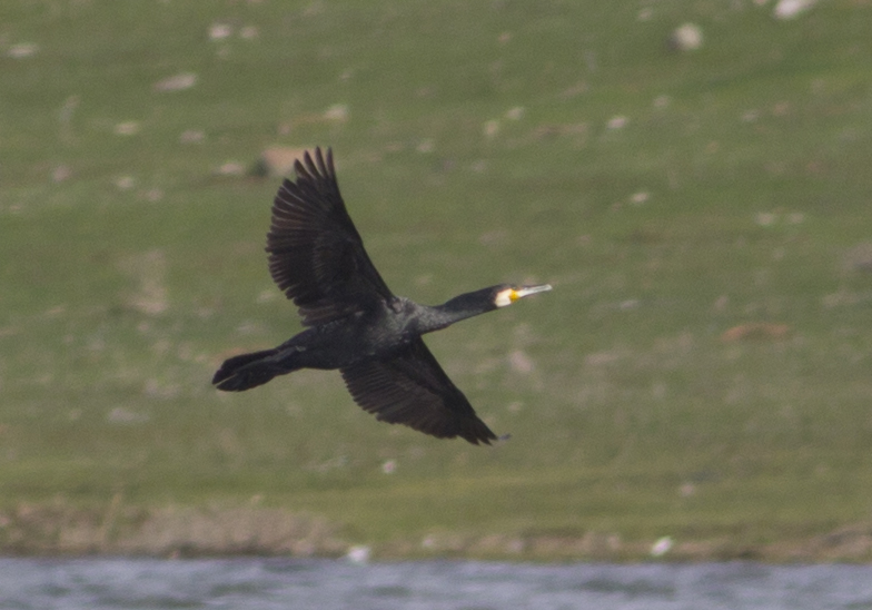 Great Cormorant
