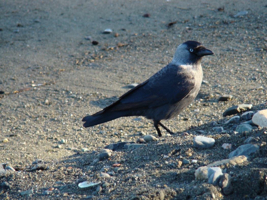 Western Jackdaw