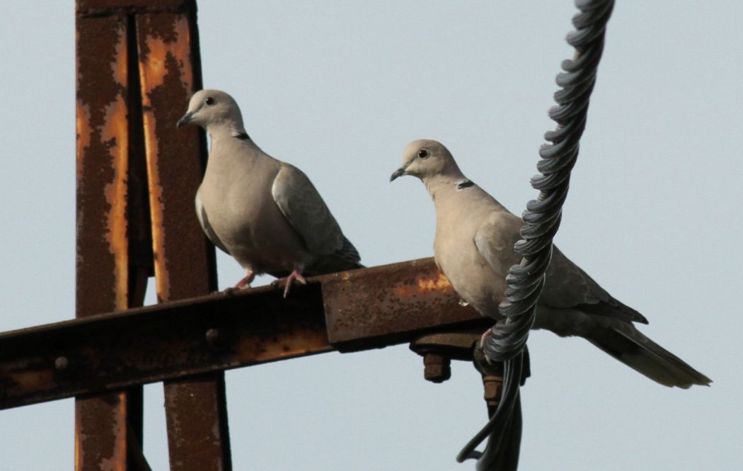 Eurasian Collared Dove