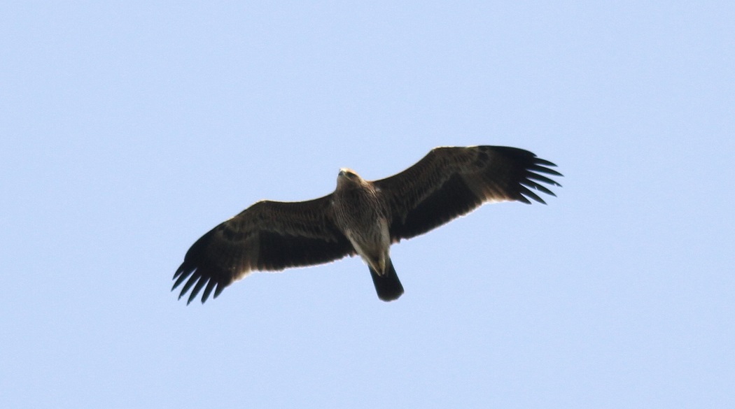 Şah Kartal
