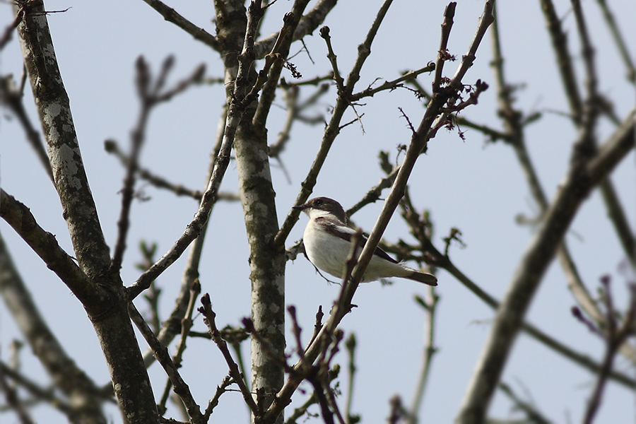 European Pied Flycatcher